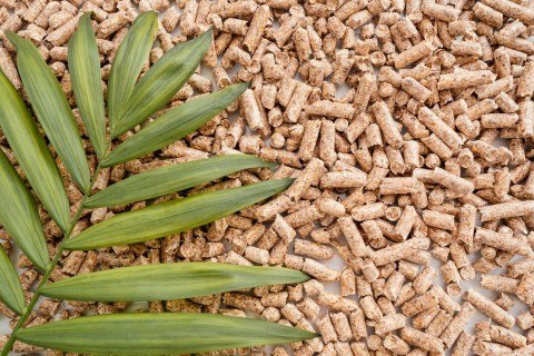 vista-dall-alto-di-foglie-di-piante-di-pellet-con-copia-spazio_23-2148895420