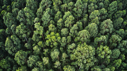 Regolamento EUDR e Deforestazione Zero: cosa cambia per chi acquista legna e pellet?